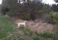 Yellow lab pointing