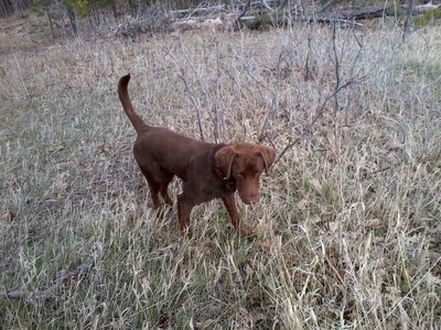 A chocolate lab on point