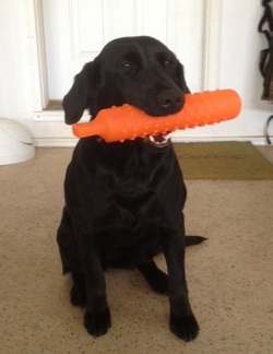 A black lab holding an orange training bumper