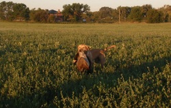 A yellow lab retrieving a pheasant