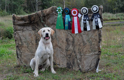 A yellow lab sitting with ribbons