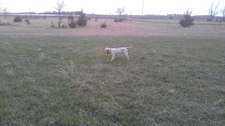 Yellow lab pointing