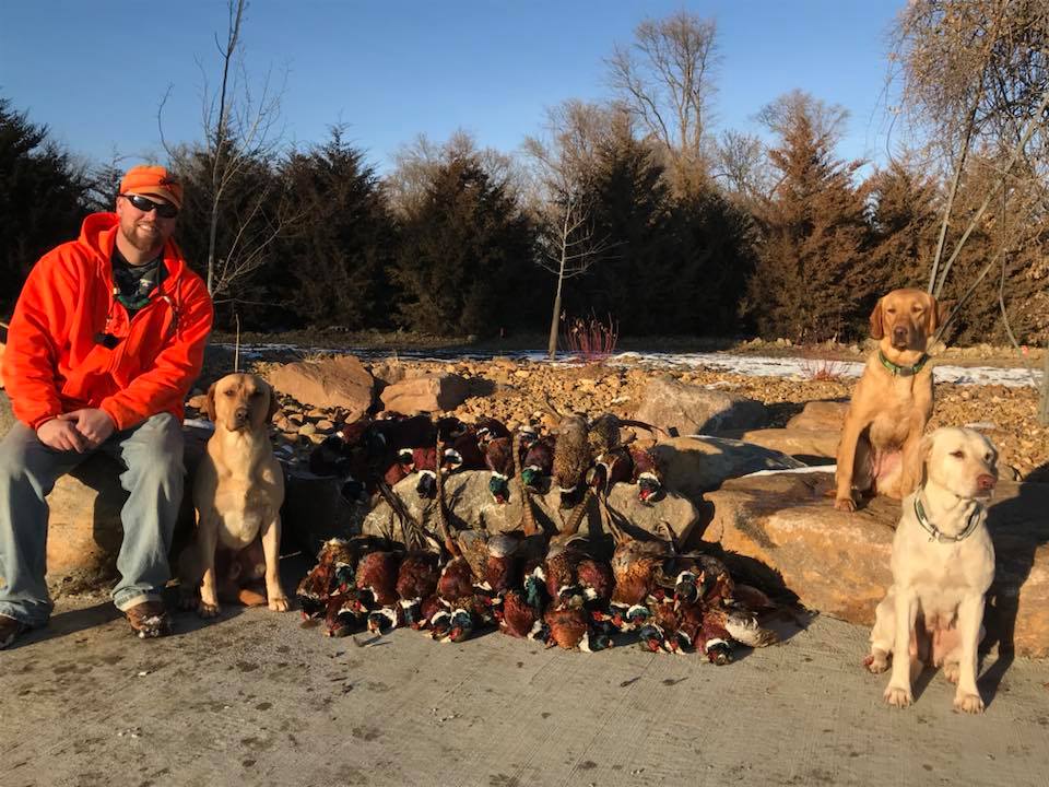 Hunter with 3 dogs and pheasants sitting on rocks