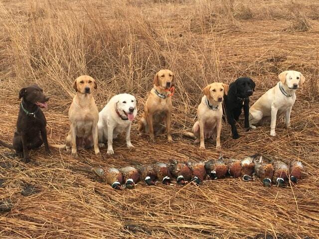Seven dogs with harvested pheasants
