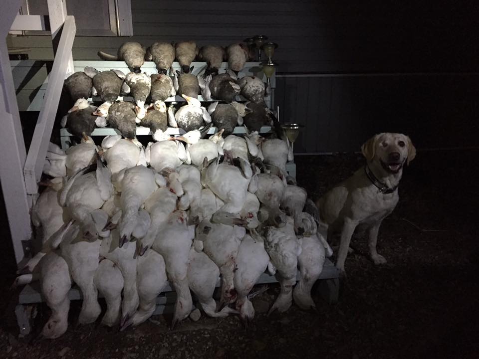 Yellow lab with geese and ducks on steps