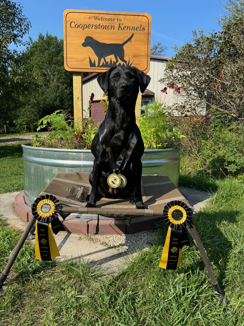 Black lab with medals and ribbons