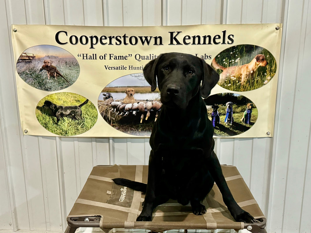 Black labrador sitting on a dog stand