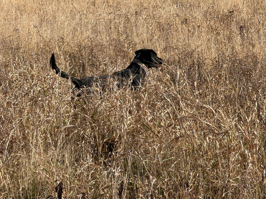 Black Lab on point in a field of tall dead grass