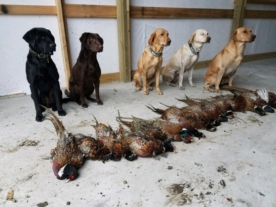 5 Labrador retrievers and 15 pheasants