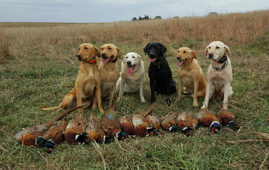 Six labrador retrievers and 12 pheasants in a field