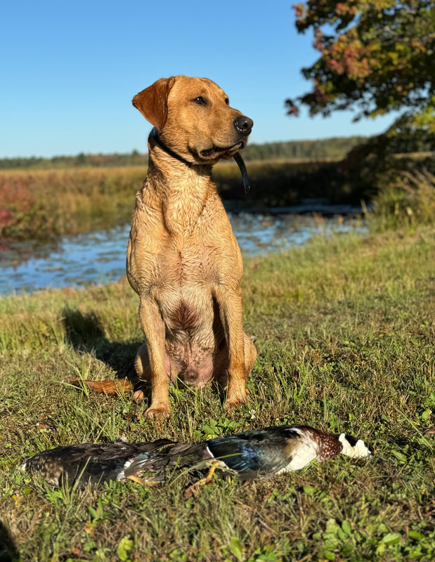 Yellow lab sitting in front of ribbons
