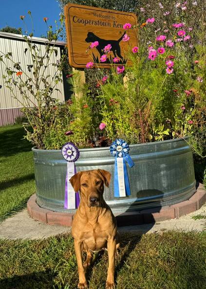 Yellow Labrador with ribbons in front a planter with flowers and a sign that says Cooperstown Kennels